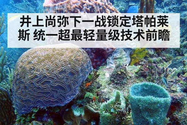 井上尚弥下一战锁定塔帕莱斯 统一超最轻量级技术前瞻